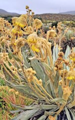 Espeletia