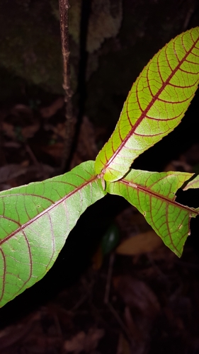 Acalypha integrifolia image