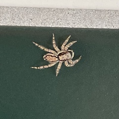 Menemerus bivittatus