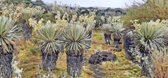 Espeletia