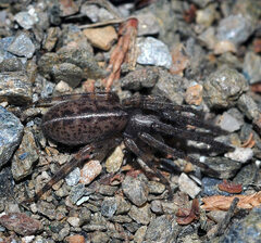 Segestria senoculata