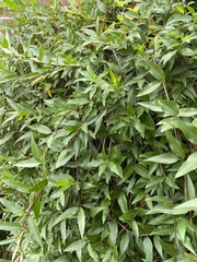 Gelsemium sempervirens