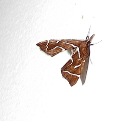 Panotima angularis