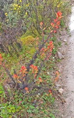 Castilleja fissifolia