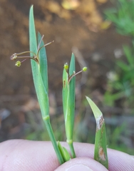 Sisyrinchium micranthum