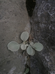 Pentanema verbascifolium