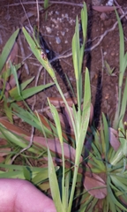 Sisyrinchium micranthum