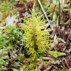 Thuidium assimile