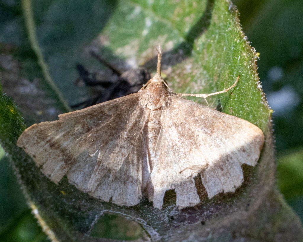 Litter Moths from Northumberland County, USPA, US on October 12, 2022