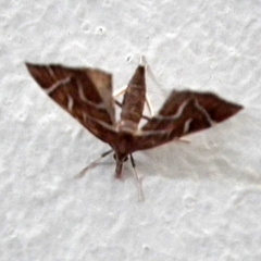 Panotima angularis