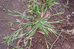 Sisyrinchium micranthum