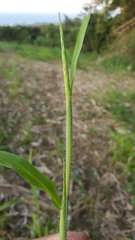 Rottboellia cochinchinensis