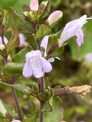 Clinopodium carolinianum