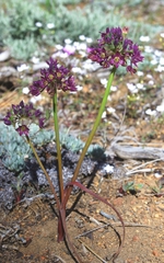 Allium campanulatum