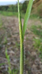 Rottboellia cochinchinensis