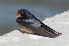 Hirundo rustica erythrogaster