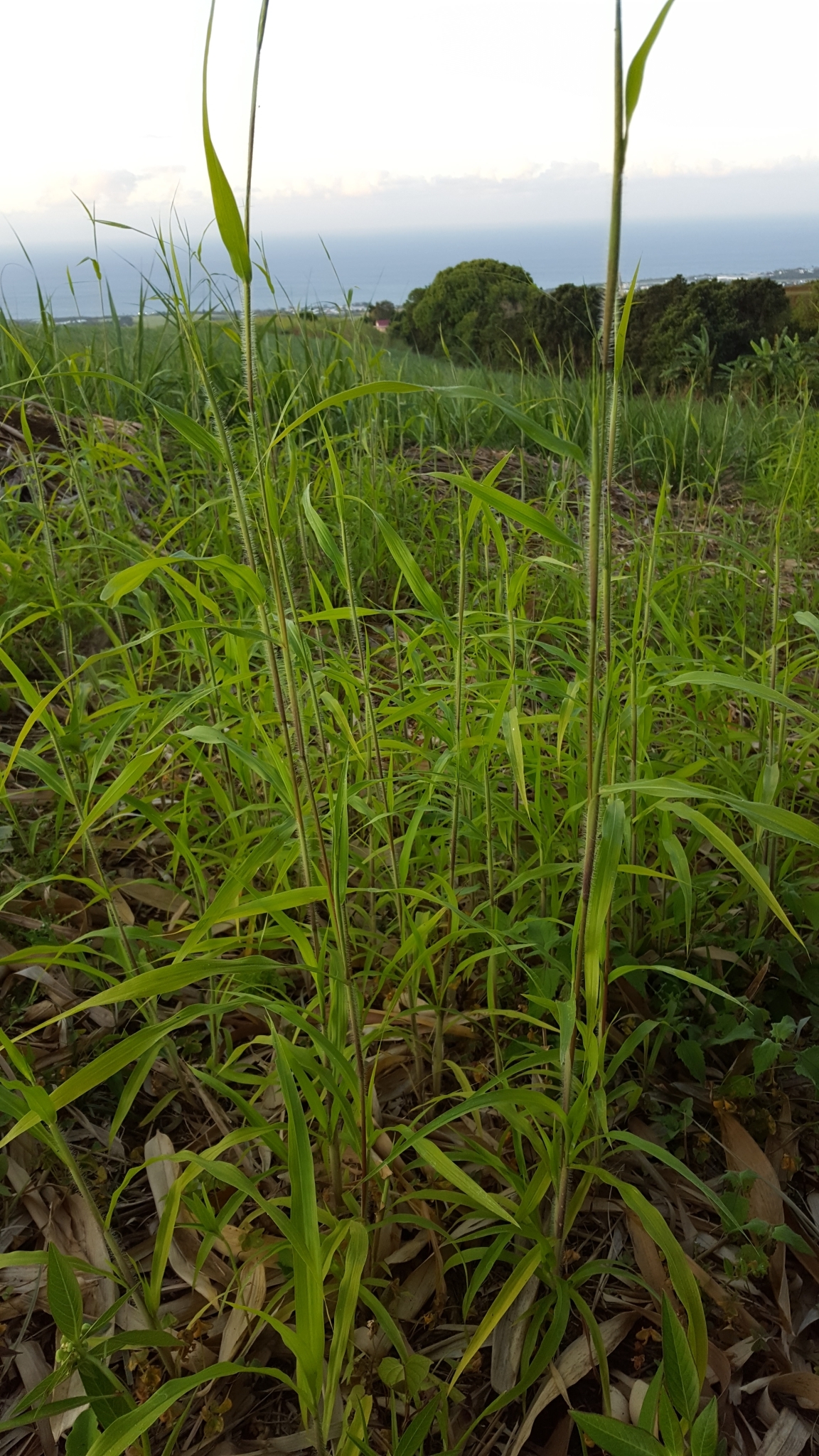 (c) François Rousseu, certains droits réservés (CC BY-NC) https://www.inaturalist.org/observations/138526684