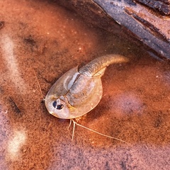 Triops
