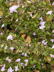 Clinopodium carolinianum