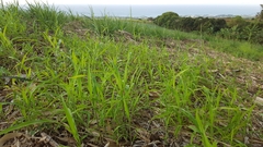 Rottboellia cochinchinensis