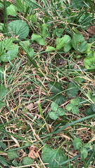 Thamnophis sirtalis sirtalis