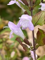 Clinopodium carolinianum