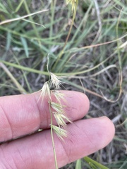 Bouteloua rigidiseta