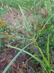Cyperus distans