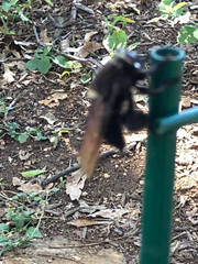 Mallophora leschenaulti