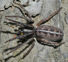 Segestria senoculata