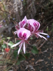 Pelargonium cordifolium