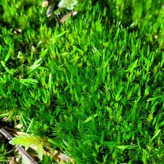 Campylopus flexuosus