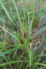 Cyperus distans