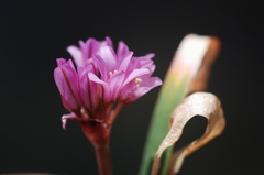 Allium cratericola