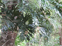Philodendreae