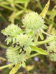 Pycnanthemum muticum