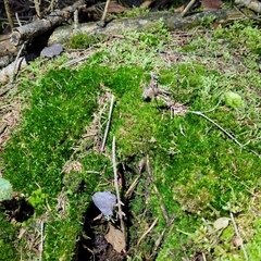 Campylopus flexuosus