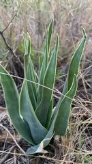 Ledebouria marginata