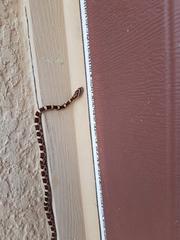 Pantherophis guttatus
