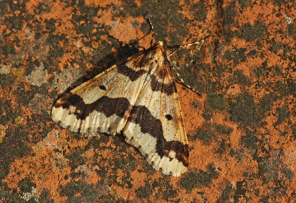 Erannis