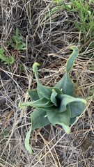 Ledebouria marginata