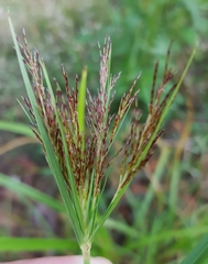 Cyperus distans