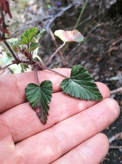 Pelargonium cordifolium