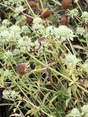 Pycnanthemum muticum