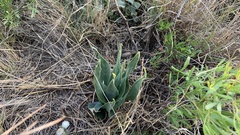 Ledebouria marginata