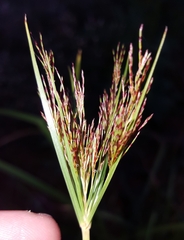 Cyperus distans