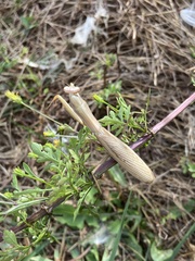 Mantis religiosa