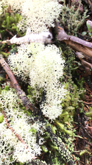 Cladonia confusa
