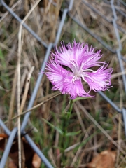 Dianthus hyssopifolius