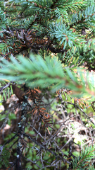 Picea mariana